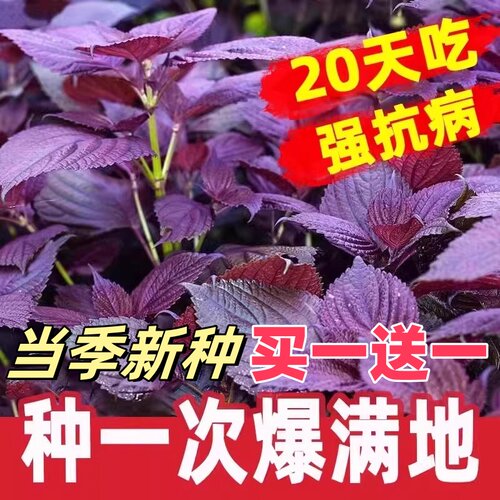 正宗紫苏种子可食用双面大叶红紫苏种籽四季耐寒阳台盆栽蔬菜种子