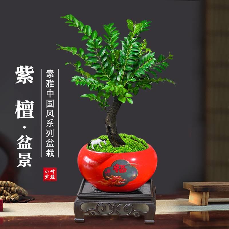 小叶紫檀盆景植物树苗老桩盆栽办公室桌面花卉绿植好养活四季常青