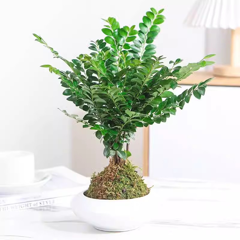 水培植物苔藓球春季净化空气室内