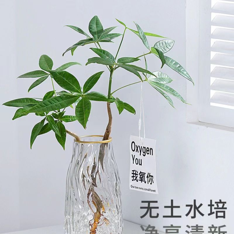 水培植物发财树净化空气客厅绿植