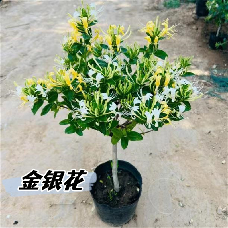 金银花树苗老桩盆栽四季开花庭院可爬藤可食用耐寒植物浓香型花卉