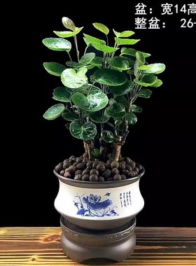 四季常青金钱兜福禄桐盆栽办公室发财树盆景金钱树圆叶钱串子绿植