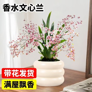 香水文心兰盆栽带花苞梦香兰室内植物精品特香兰花四季开名贵花卉