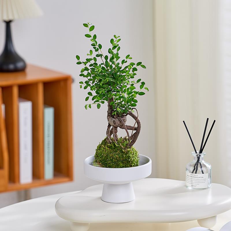 小叶榆树苔藓球桌面盆精四季常青