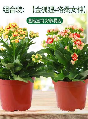 长寿花盆栽重瓣花大花带花苞金狐狸花苗室内四季开花好养多肉植物