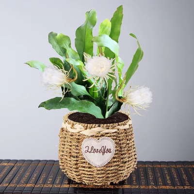 盆栽食用植物阳台小叶昙花花兴卉