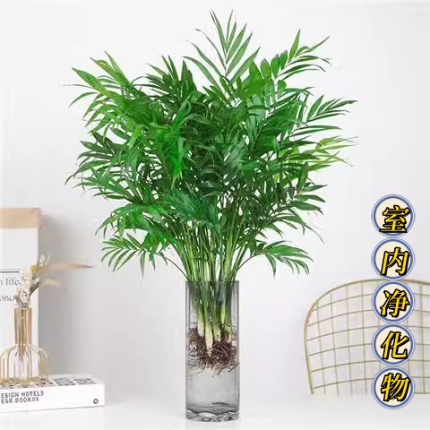 水培植物散尾葵春季净化空气室内