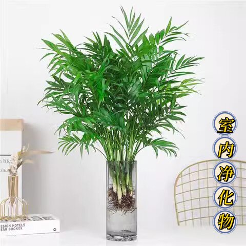 水培植物散尾葵春季净化空气室内