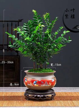 植物紫檀春季净化空气室内好养活