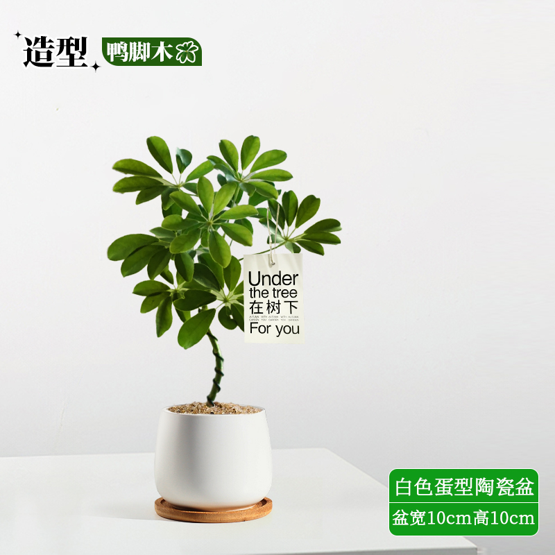 鸭脚木盆栽室内办公室绿植