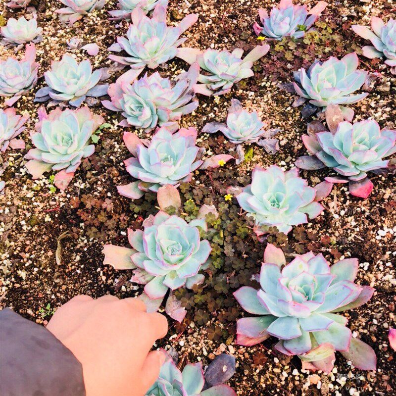 蓝光多肉植物 一物一拍薄w叶三仙仙气状态肉肉花卉绿植园艺盆栽