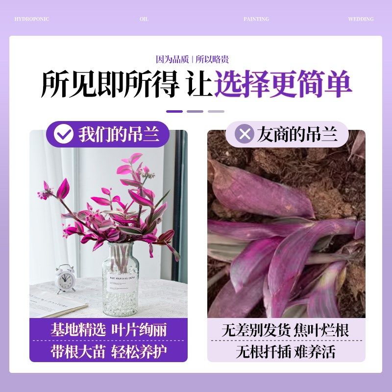 热销油画婚礼吊兰多肉植物绿植盆栽盆景老桩水培水U养小苗花卉摆图片