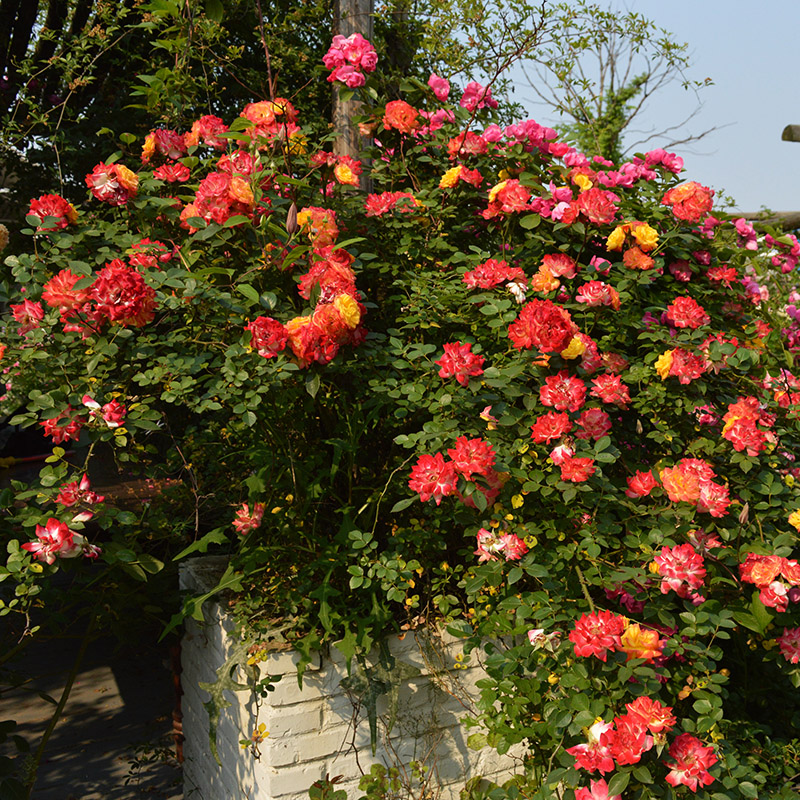 极速藤彩虹c月季花苗爬藤花卉多花蔷薇庭院阳台攀援植物爬墙花多
