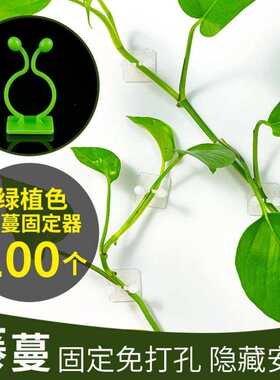 极速墙壁绿箩植物定型枝条固定器攀爬卡扣挂钩绿萝月X季固定扣爬