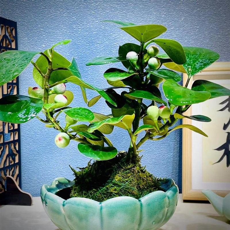 极速(小盼菩g提)带果带花盆绿植室内客厅办公室桌面盆栽水培好养