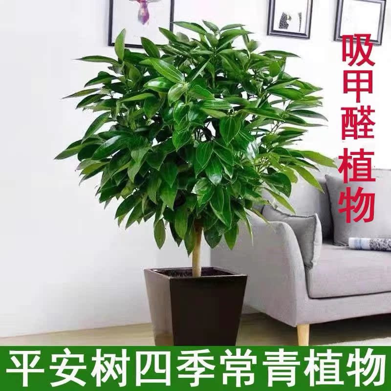 极速平安树客厅盆栽大型室内植物四季常J青大颗绿植花卉盆景除尘