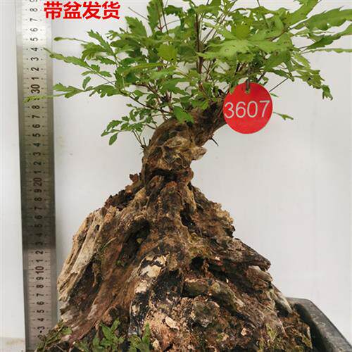 极速黄荆老桩小型盆景大山舍利镂空碳化熟桩带盆栽U好绿植阳台精