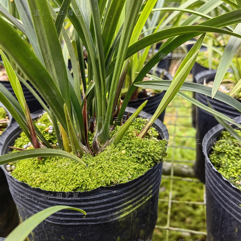 极速兰花苗建兰富山n奇蝶兰花老种大苗特浓香客厅阳台庭院绿植花