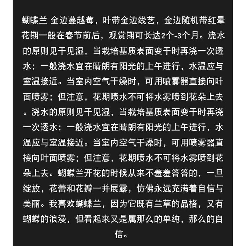 极速名盆物栽金边蝴蝶兰花苗贵金边蔓越J莓卉植室内客厅壮苗室内