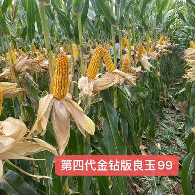 极速耐高温良玉99高产抗倒伏抗病丹东不花粒第W四代良玉99