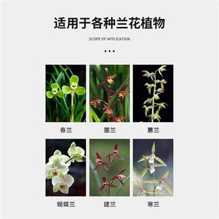 极速醇真活菌水促花促芽助生长专用营养T液兰科植物通用