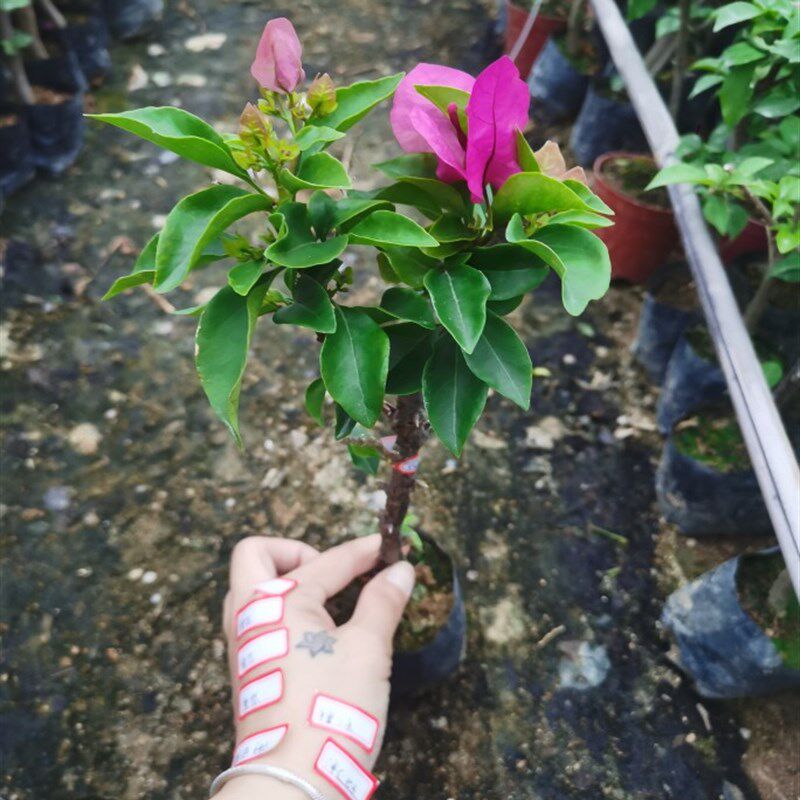 极速菲菲娜三角梅杯苗E本店满48元自动包邮