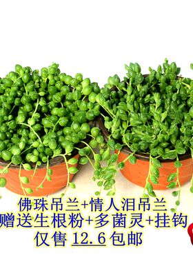 极速佛珠吊兰g盆栽垂吊珍珠吊室内包邮情人泪多肉植物客厅紫玄月