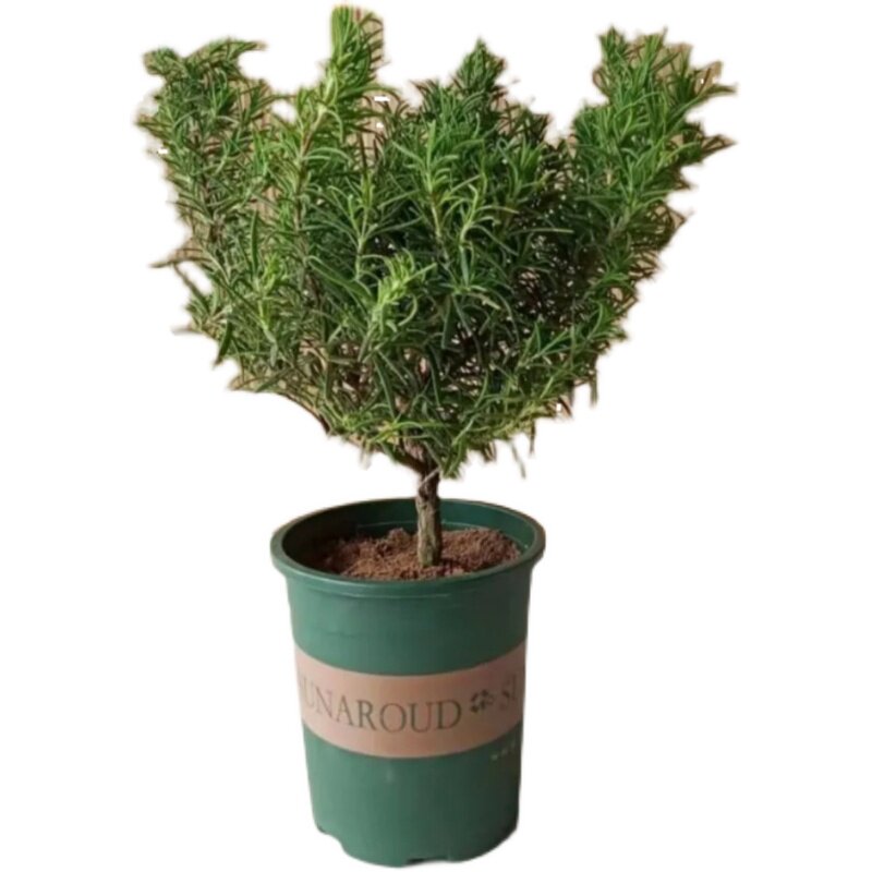 极速迷迭香老桩大小苗p香草植物烘焙蛋糕西餐煎牛排食用料薄荷好