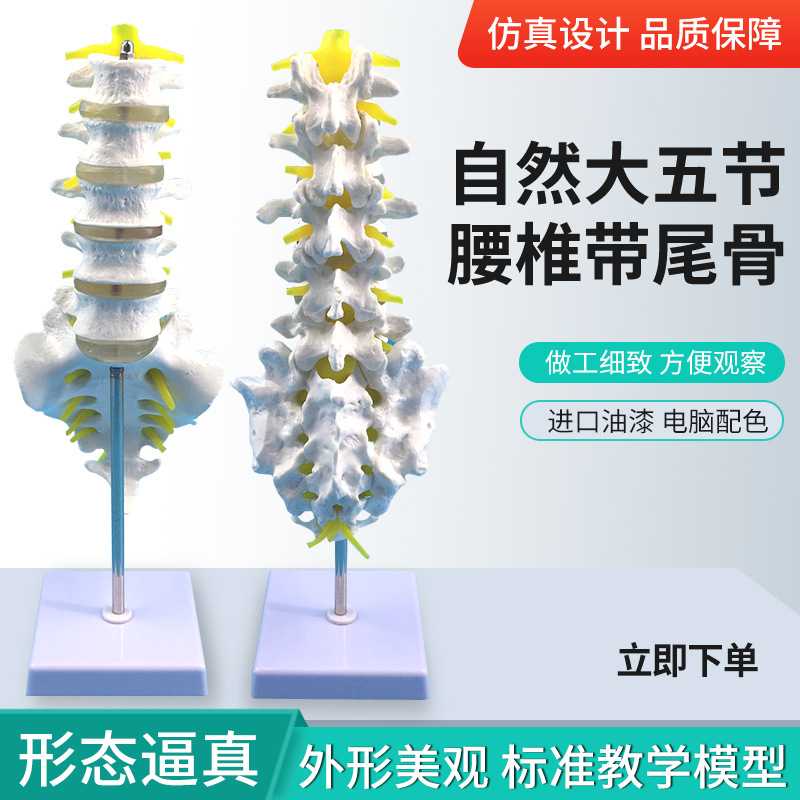 自然大五节腰椎带尾椎模型 成人腰椎带尾骨脊椎神经腰椎间盘 演示