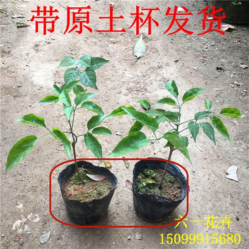 极速炮仗花苗 爬藤植物 鞭炮花 四季可种阳N台庭院垂吊攀援花卉