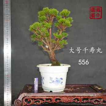 极速新款新苏亦家黑松千寿丸w老桩矮霸千寿丸盆景嫁接一物一拍带