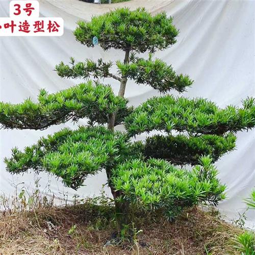 极速雀舌小叶大型造型树庭院盆景树罗汉松一N物一拍移植原土球耐