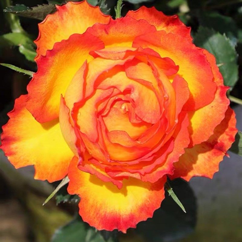 极速火焰月c季花苗埃斯托尼尔大花微月勤开丰花植物阳台玫瑰花四