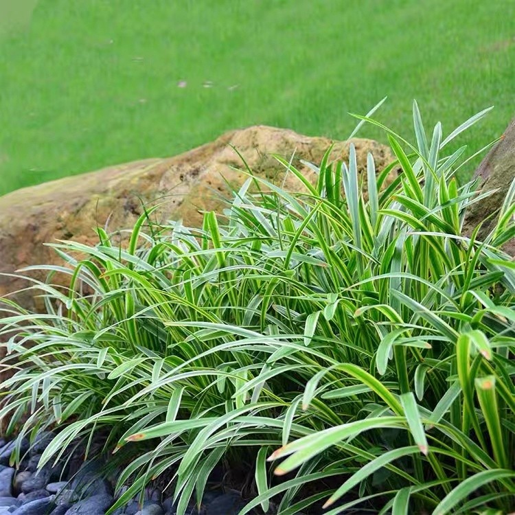 极速品厂矮c麦冬草庭院玉龙草苗耐寒践踏园林绿化苗木草坪植物金