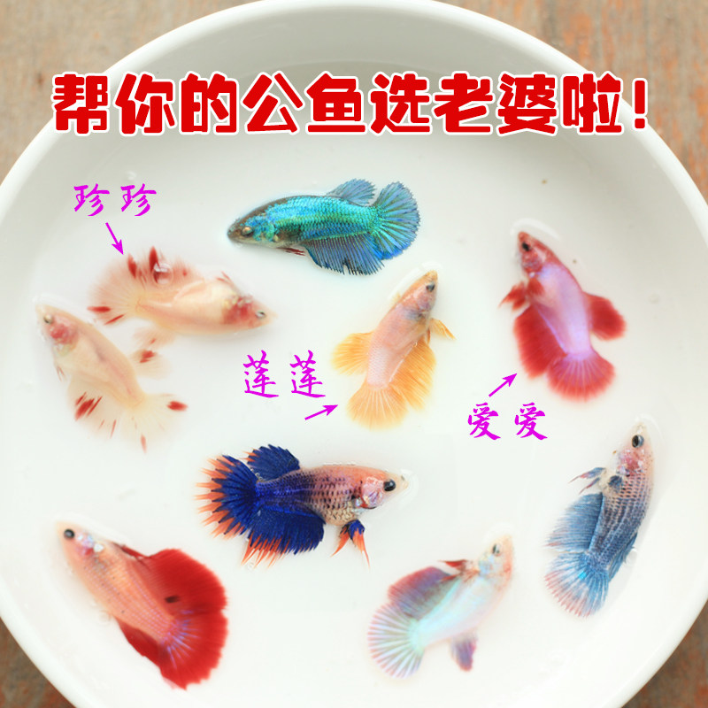 极速泰国斗鱼母鱼观赏鱼可群养抱卵繁殖半月母狮T王将军大耳包活