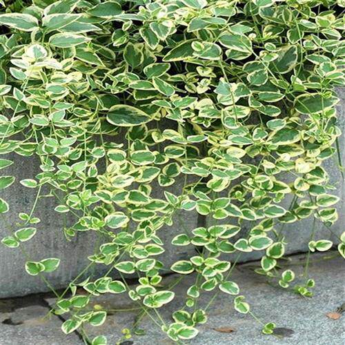 极速花叶蔓常g春藤 花叶霹雳吊兰盆栽垂吊植物金边长青藤室内吸除