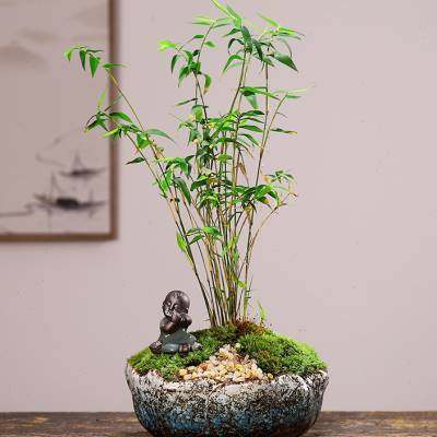 极速新小叶黄杨盆景黑松造型六月B雪清香木室内米竹办公桌面绿植