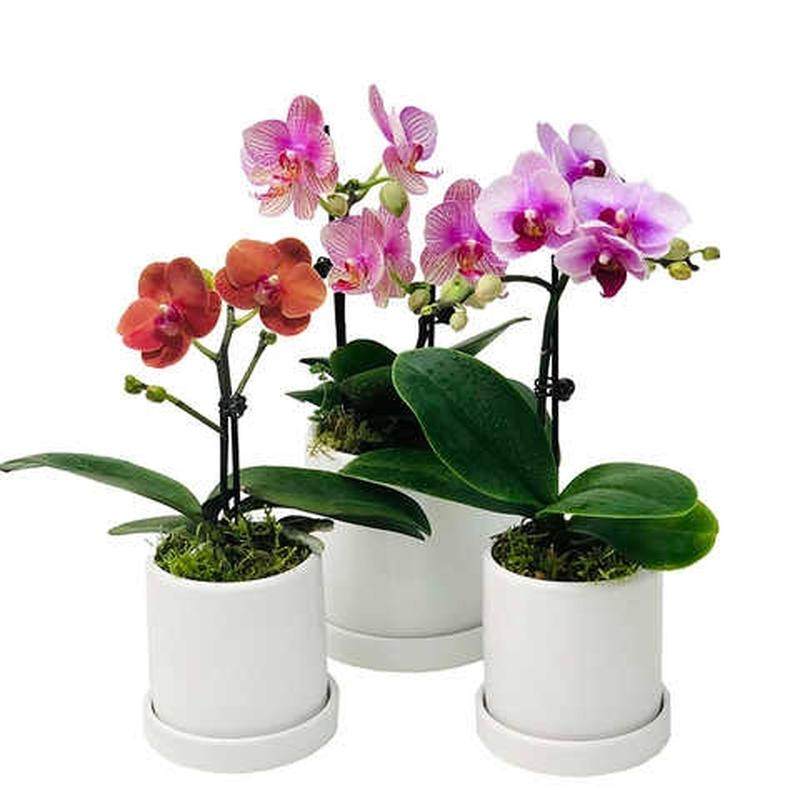 极速电脑桌小摆件北欧风格年宵花C花卉盆景装饰品小摆件桌面书房