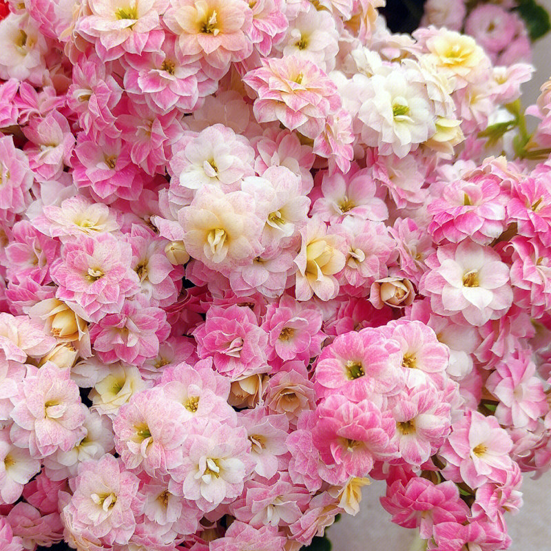 极速蟠桃长寿花盆栽重瓣大花超级玛利欧带花苞P花卉植物室内花四