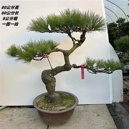 极速五针松盆景树桩矮霸造型黑松盆景实物 老桩短针大Y板松罗汉松