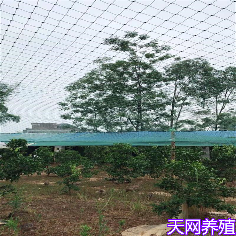 热销养殖网天网瓜果爬藤网养鸡A网山鸡网围栏鸡网保护网果园防鸟