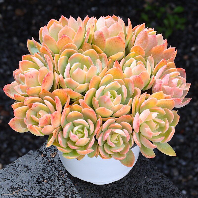 丝绸面纱多肉植物红鹤组合小盆a栽肉肉新手大颗老桩好养云南直发