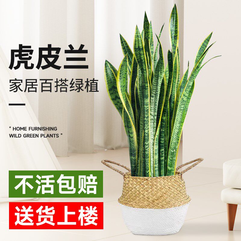速发金边虎皮兰绿植盆栽客厅办公室内吸甲醛大型高级绿植物花卉虎