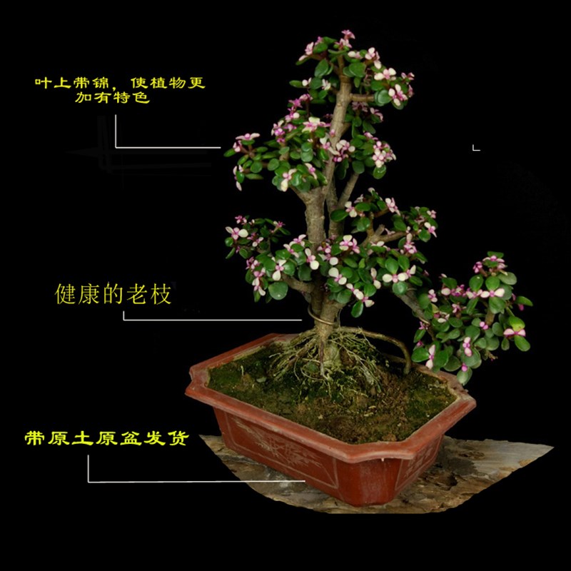 极速金枝玉叶盆栽盆景多肉老桩阳台室内办K公室花卉绿植净化空气