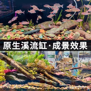 极速原生缸e溪流岩石片鱼缸装 饰摆件乌龟晒背石水族南美缸天然造