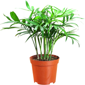 珍椰子淡水懒人 饰套餐植物发财树袖 新品 乌龟缸c真绿植活体龟缸装