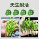 极速水兰水草植物细叶扭兰溪w流鱼缸生态造景阴性真草前后景爬地