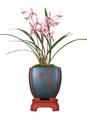 极速胭脂红 建兰四季兰花苗现B带花苞出售红色花好养花卉盆栽