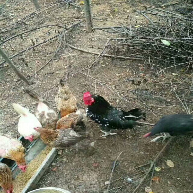 鸡鸭饲料颗粒机 猫砂生产线 塑料毛毛虫颗粒生产线