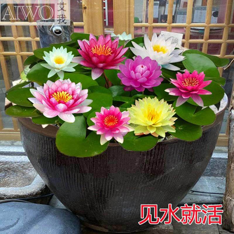 速发睡莲卉花苞发货水培植物可养鱼水带培花栽水缸里养的无土水里